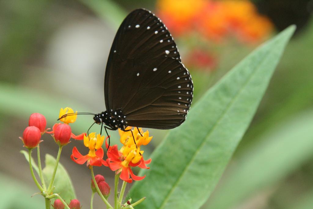 Butterfly B&B Manzhou Dış mekan fotoğraf