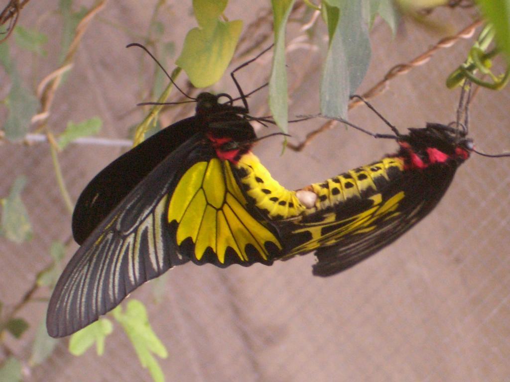Butterfly B&B Manzhou Dış mekan fotoğraf
